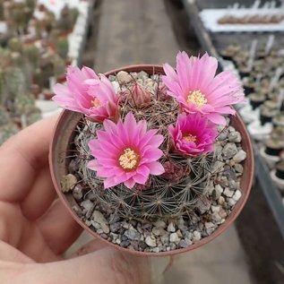 Mammillaria brevicrinita