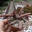 Huernia volkartii v. repens