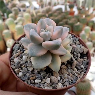 Graptoveria cv. Titubans