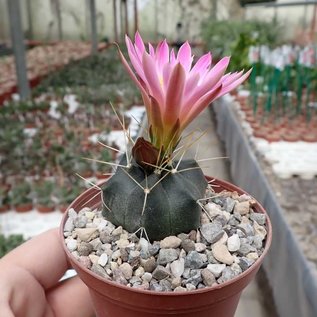 Echinocereus knippelianus