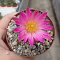 Echinocereus knippelianus