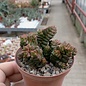 Crassula X marchandii