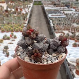 Adromischus marianiae fo. herrei cv. Coffee Bean