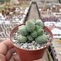 Adromischus marianiae fo. herrei cv. Lime Drops