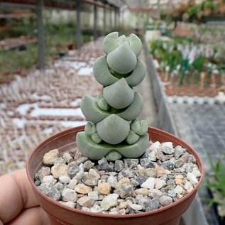 Crassula arta