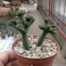 Crassula pyramidalis