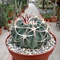 Echinocactus texensis