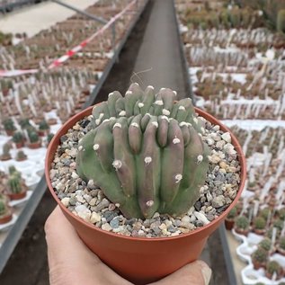 Echinopsis subdenudata       cristata