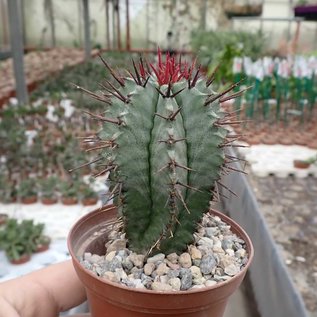 Euphorbia horrida