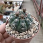 Gymnocalycium baldianum