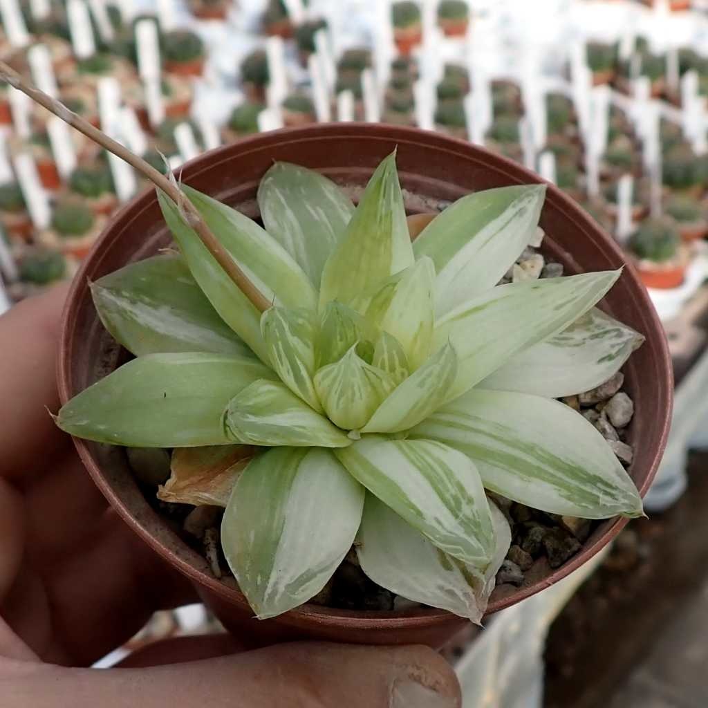 8 Ridiculous Rules About Recommended Site On Succulent Store