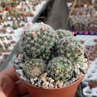 Mammillaria giselae