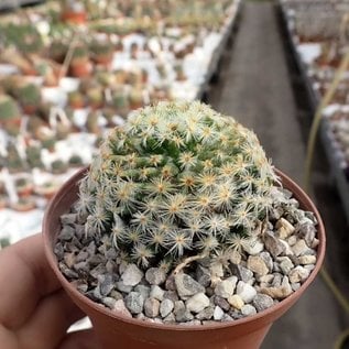 Mammillaria schiedeana