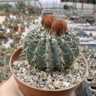 Notocactus buiningii