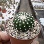 Notocactus uebelmannianus cv. Inermis