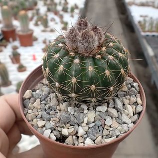 Notocactus uebelmannianus