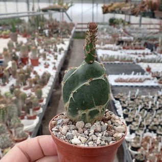 Opuntia zebrina cv. Reticulata