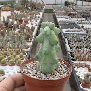 Myrtillocactus geometrizans cv. FUKUROKURYUZINBOKU