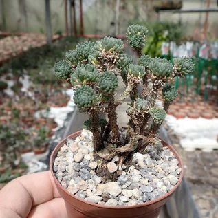 Sedum multiceps