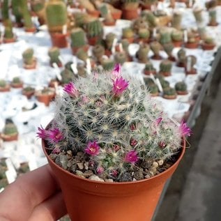 Mammillaria carmenae-Hybr. cv. roseiflora