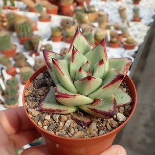 Echeveria agavoides cv. Red Edge