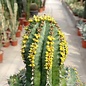 Euphorbia fruticosa