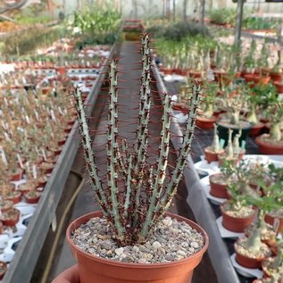 Euphorbia aeruginosa