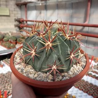 Ferocactus latispinus   Mexiko