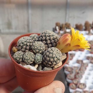 Sulcorebutia langeri n.n.