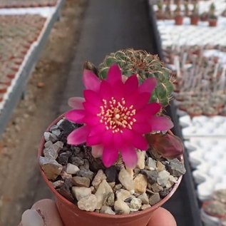 Sulcorebutia steinbachii v. steinbachii HS 180 kurz vor Colomi, 3500 m