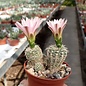 Gymnocalycium bruchii  f. albispinum