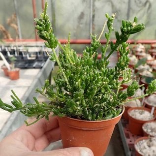 Rhipsalis mesembryanthemoides