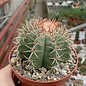 Melocactus matanzanus mit Cephalium