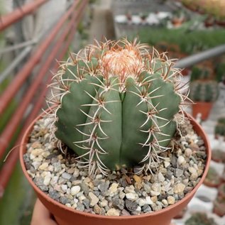 Melocactus matanzanus mit Cephalium