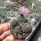 Gymnocalycium bruchii