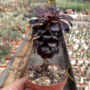 Aeonium arboreum v. atropurpureum cv. Schwarzkopf