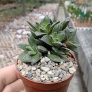 Crassula cv. Frosty