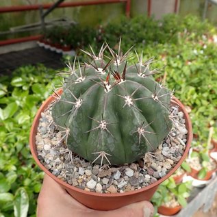 Melocactus guaricensis