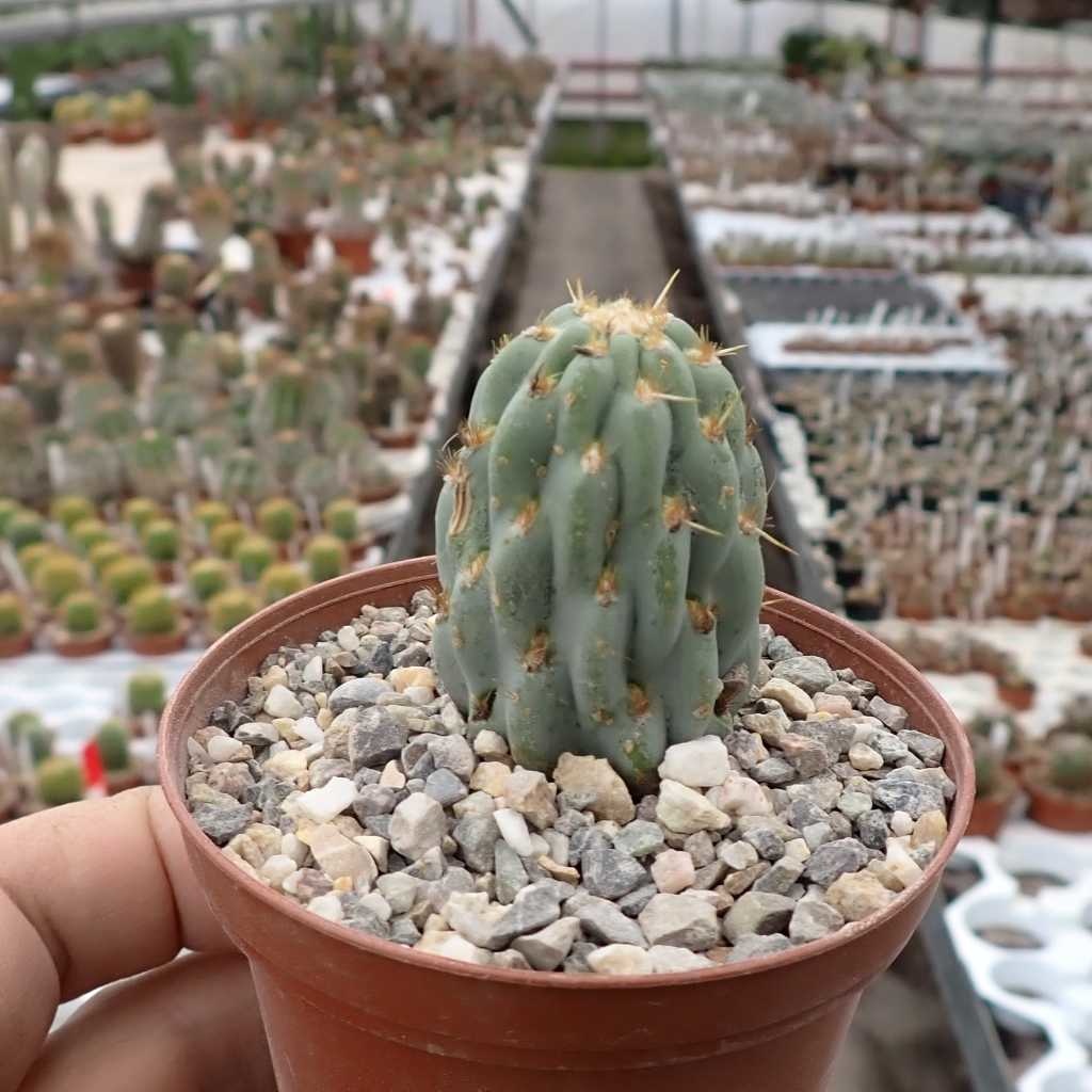 Miqueliopuntia miquelii - Uhlig Kakteen - Más que 5.000 especies diferentes