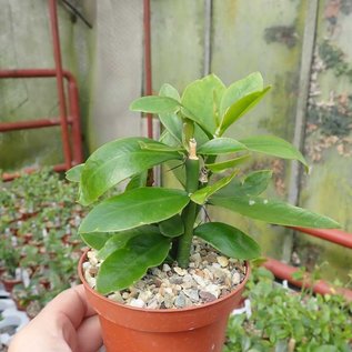 Pereskia nemorosa