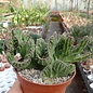 Stapelia leendertziae     cristata