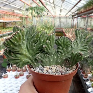 Stapelia leendertziae     cristata