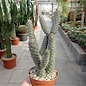 Tephrocactus articulatus v. inermis