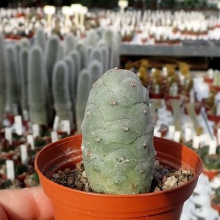 Tephrocactus strobiliformis