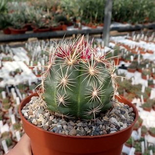 Thelocactus bicolor