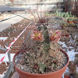 Echinocereus mapimiensis