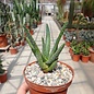 Aloe ramosissima