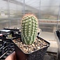 Echinocereus reichenbachii       (dw)