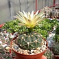 Gymnocalycium vatteri-Hybr.