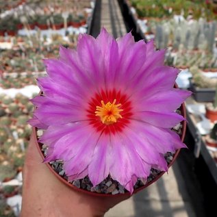 Thelocactus bicolor